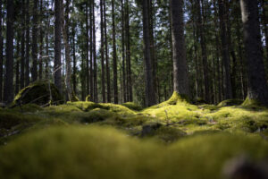Ekumeniska Kommuniteten inbjuder till gudstjänster och tideböner, i samverkan med lokala församlingar, runt om i Skandinavien.